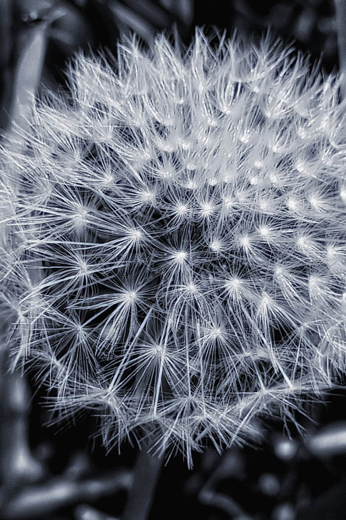 Common Dandelion Black & White Wall Art - beink online art store