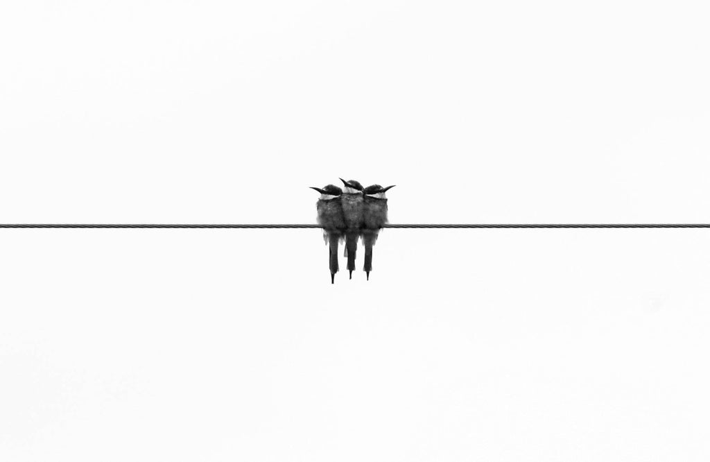 3 Birds Black & White Wall Art - beink online art store