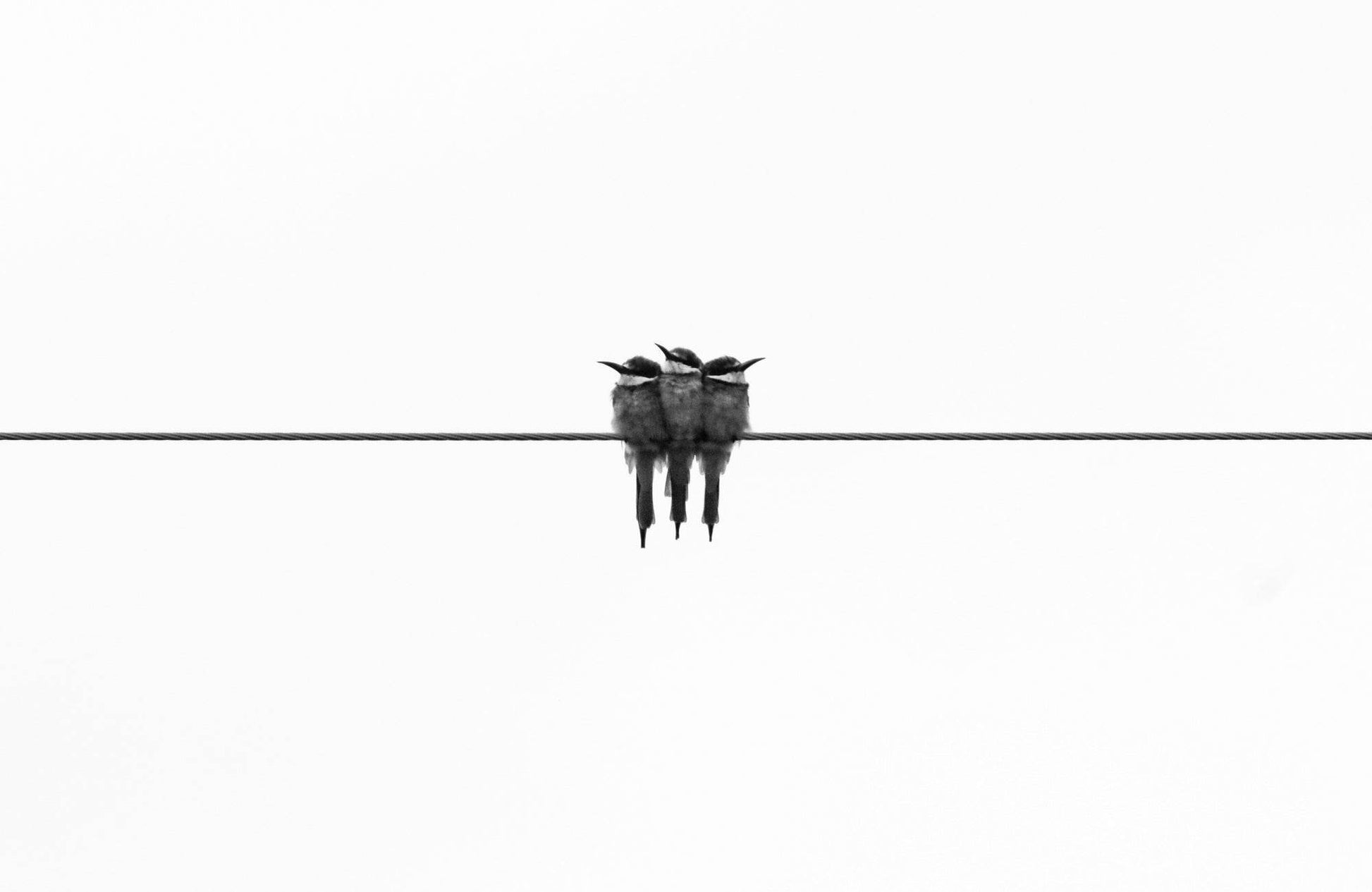 3 Birds Black & White Wall Art - beink online art store