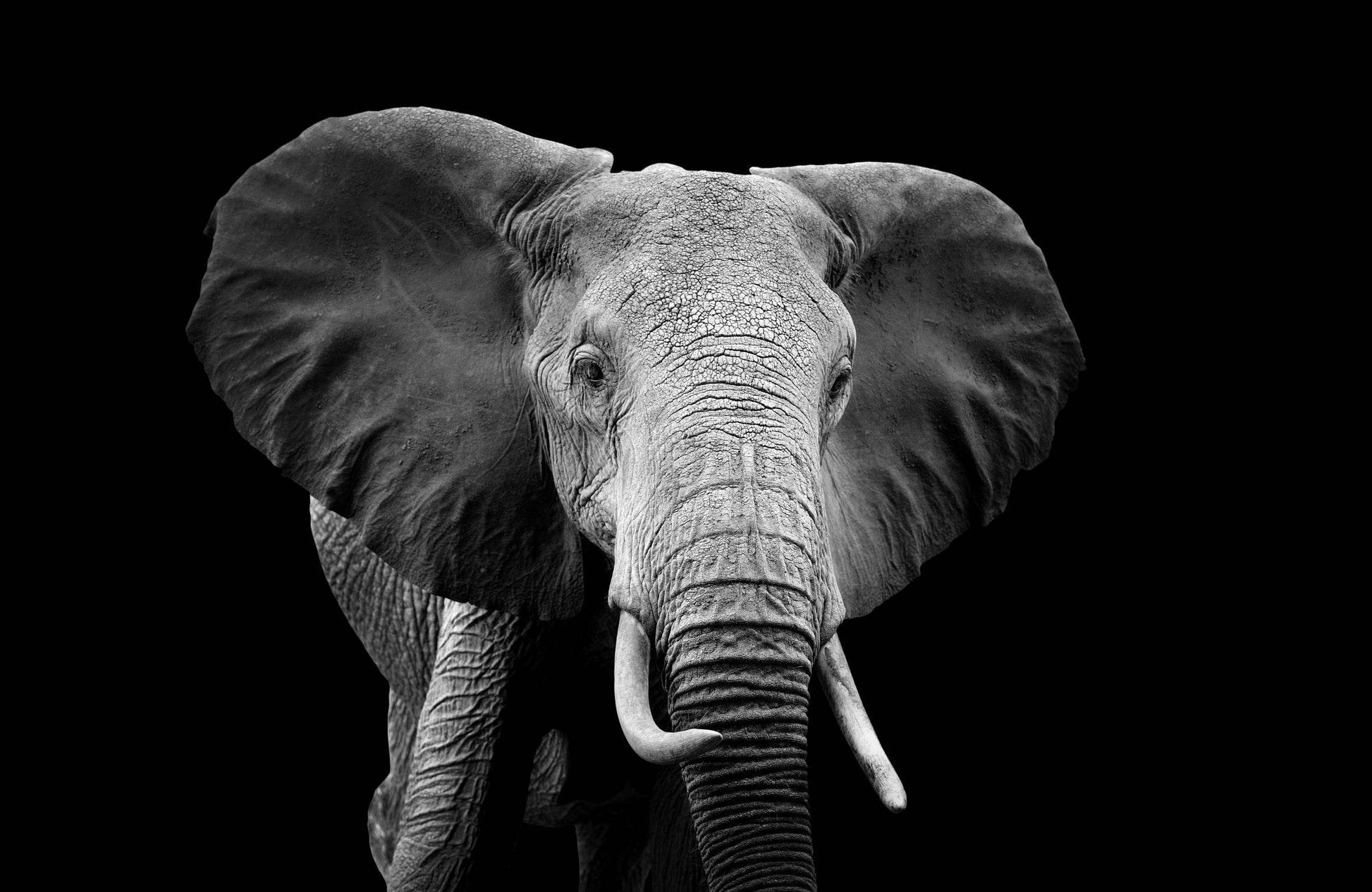 Picture of African Bush Elephant - beink online art store