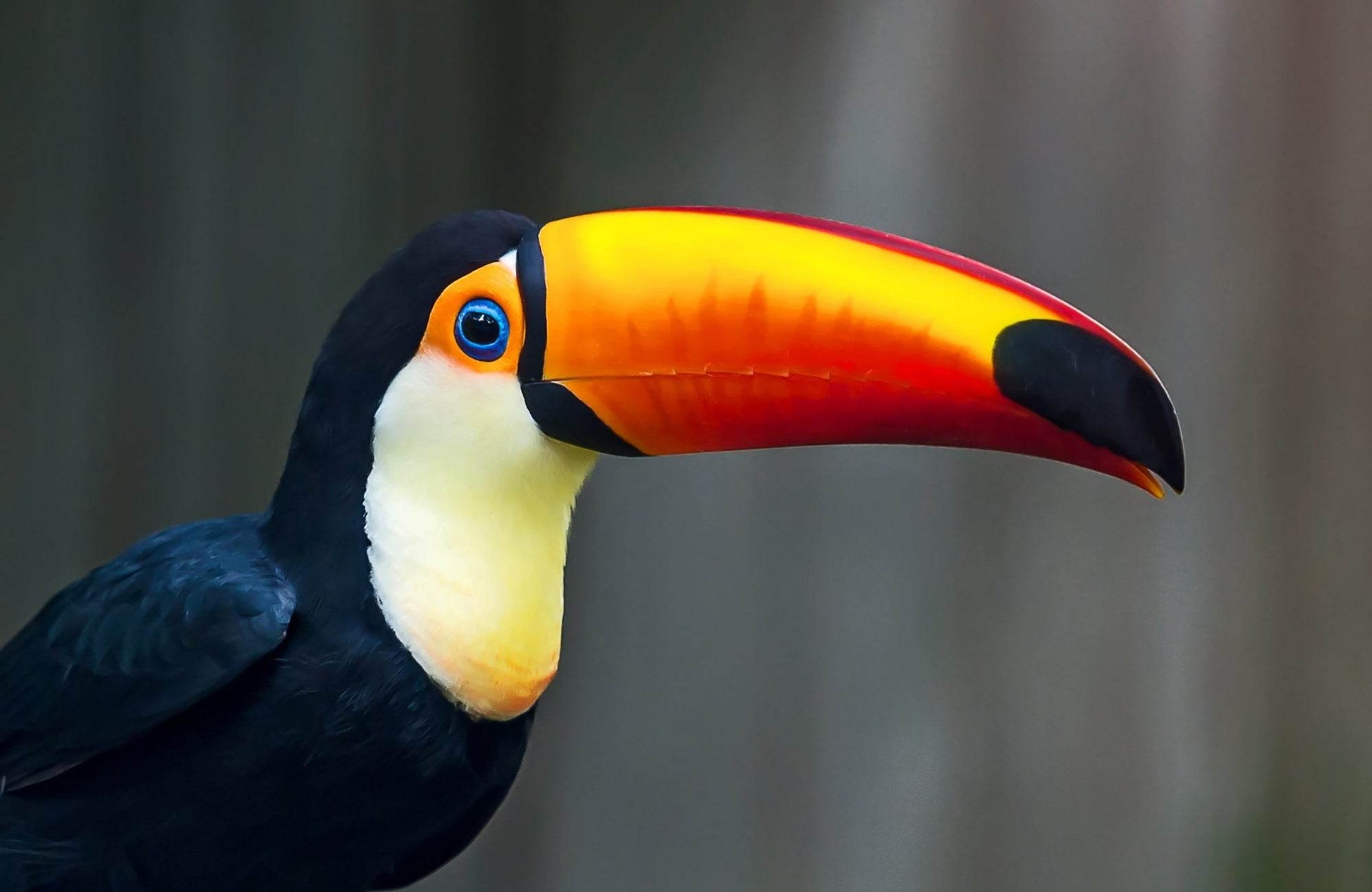 Closeup Picture of Toco Toucan Bird - beink online art store