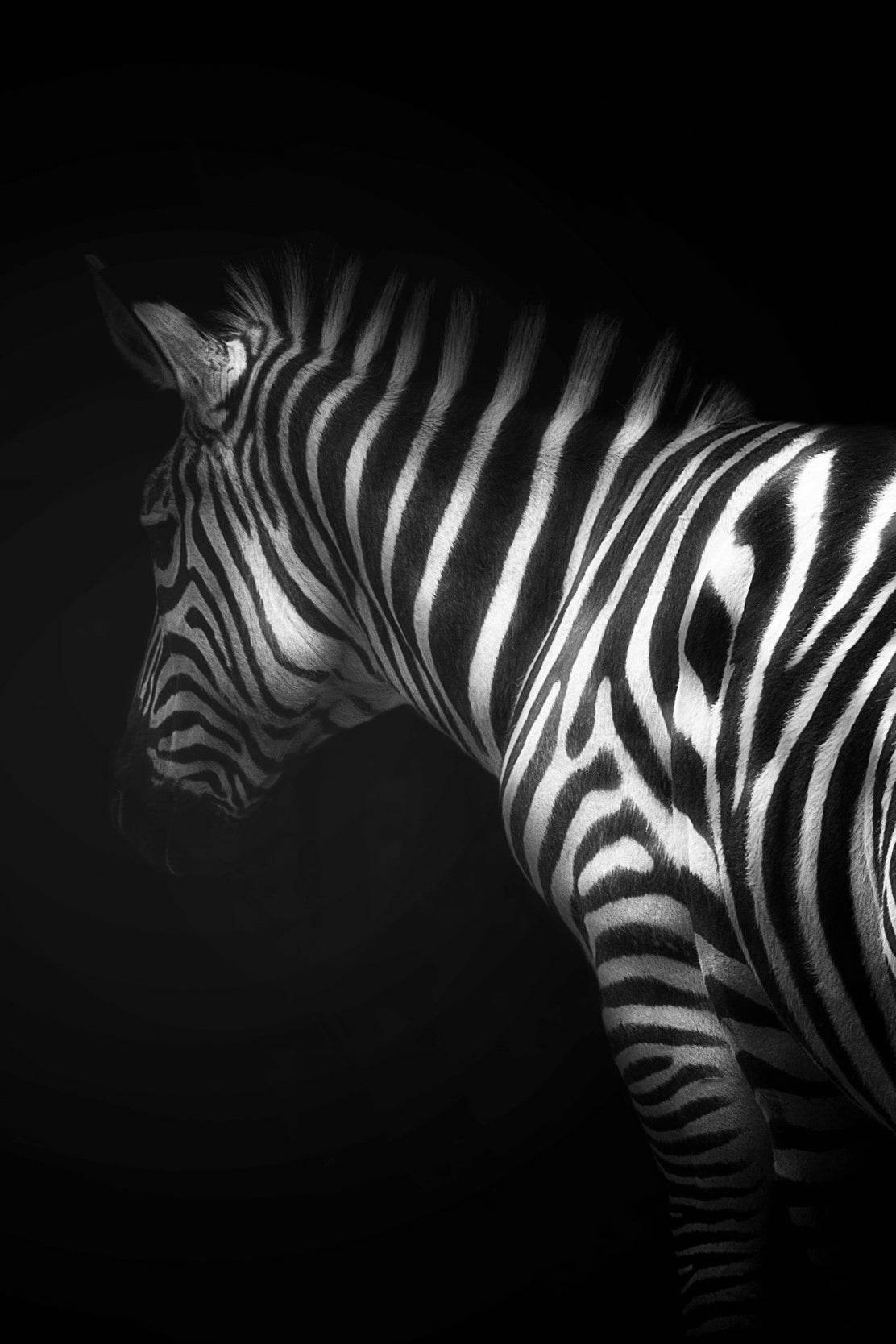Zebra Black & White Wall Art - beink online art store