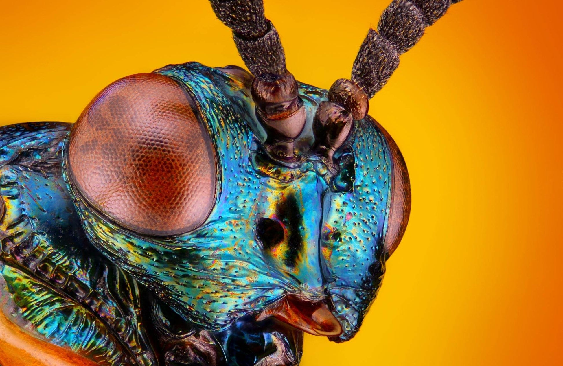 Closeup Photography of Insects Macro Lens - beink online art store