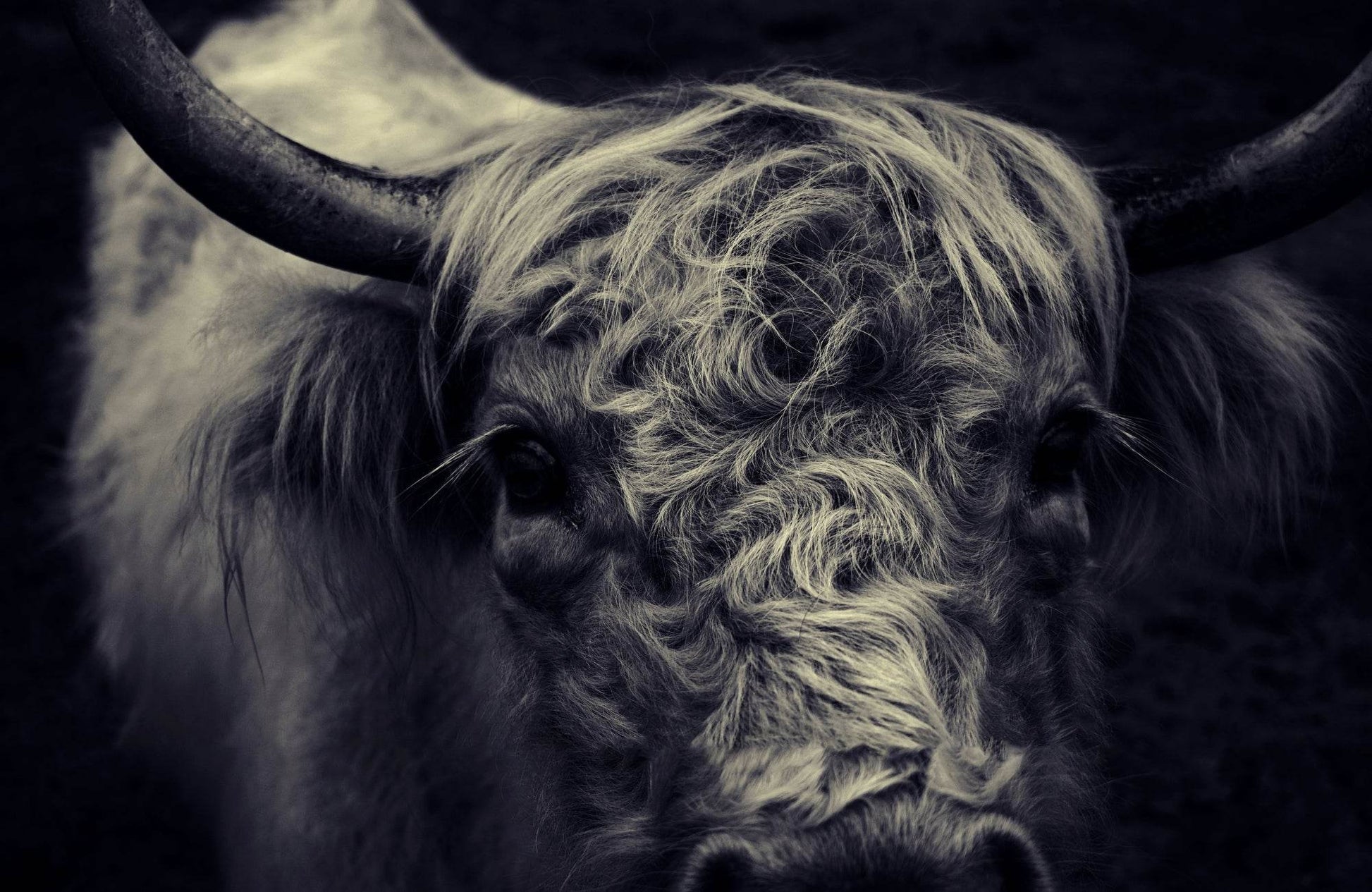 Black Shaded Picture of Highland Cattle - beink online art store