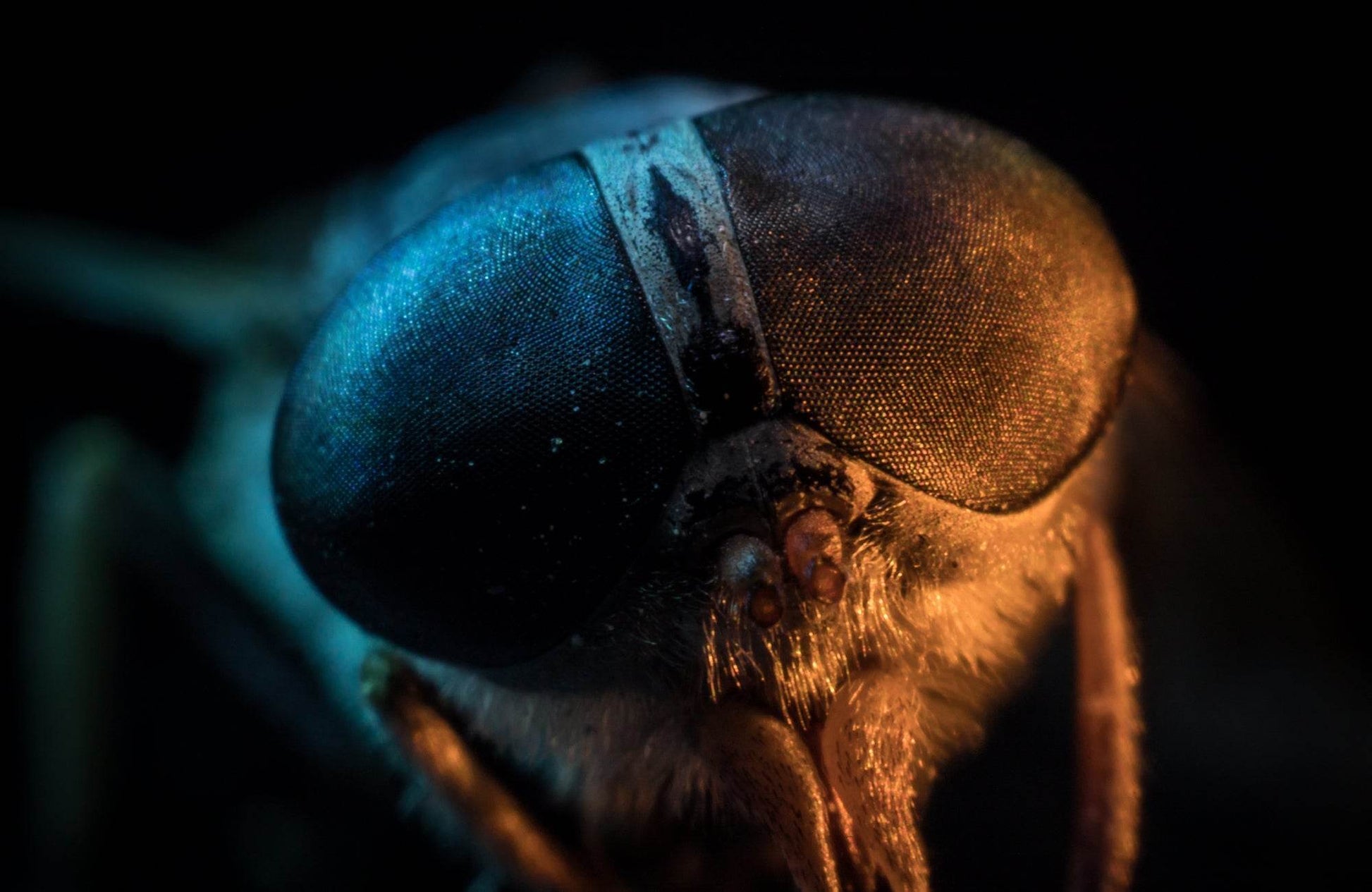 Close Shot of Horsefly Eye - beink online art store