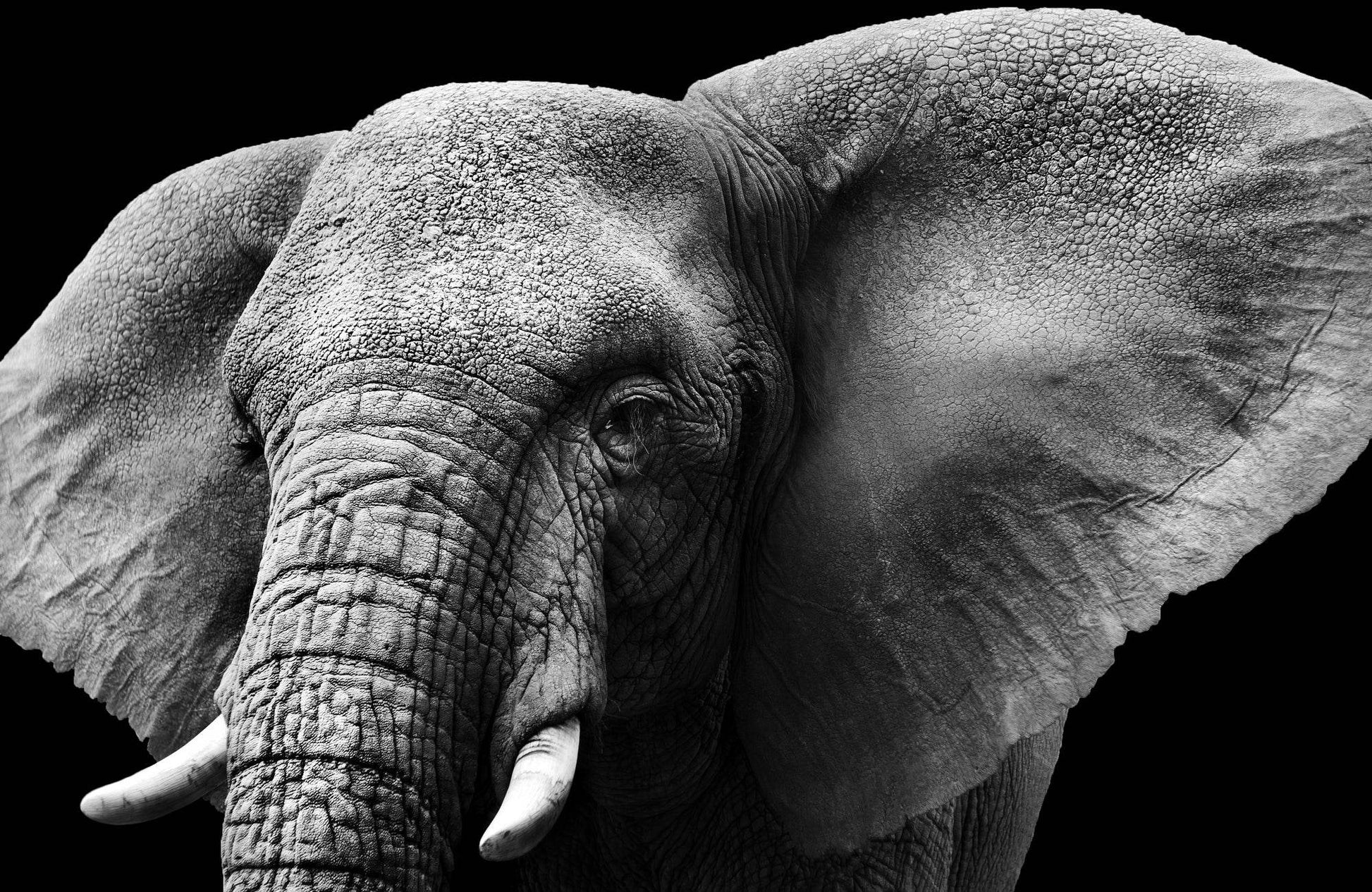African Bush Elephant Black & White Wall Art - beink online art store