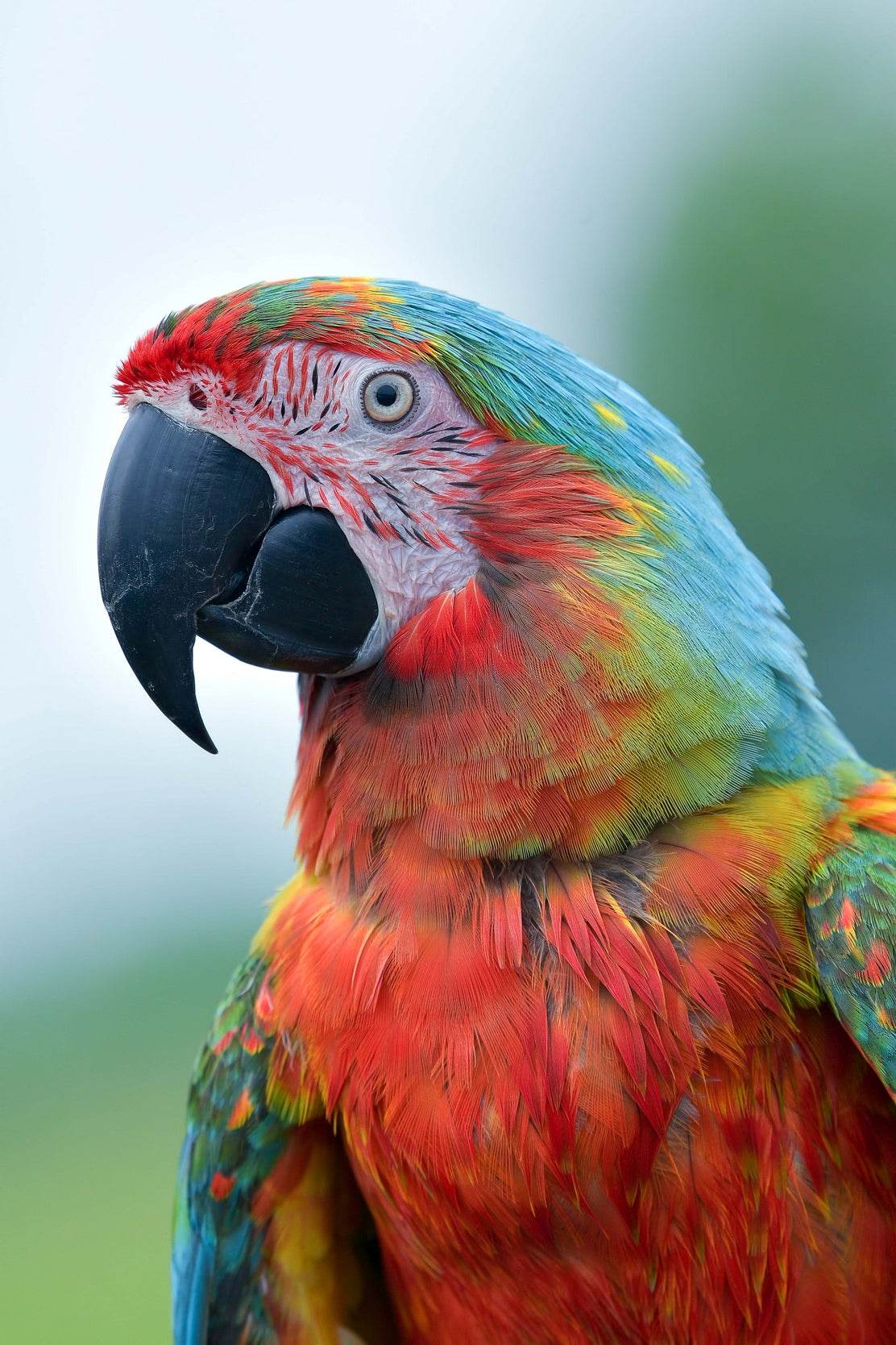 Beautiful Macaw Parrot Wall Art - beink online art store