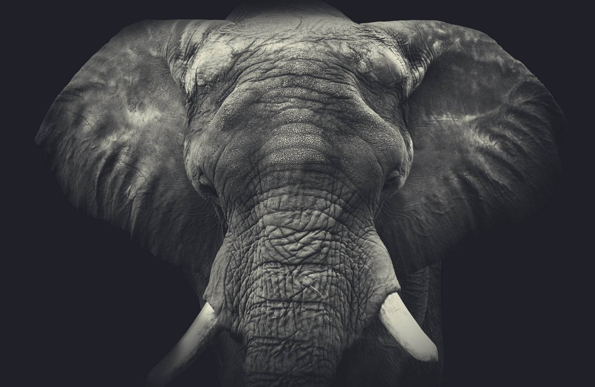 African Bush Elephant Dark Shadow Picture Wall Art - beink online art store