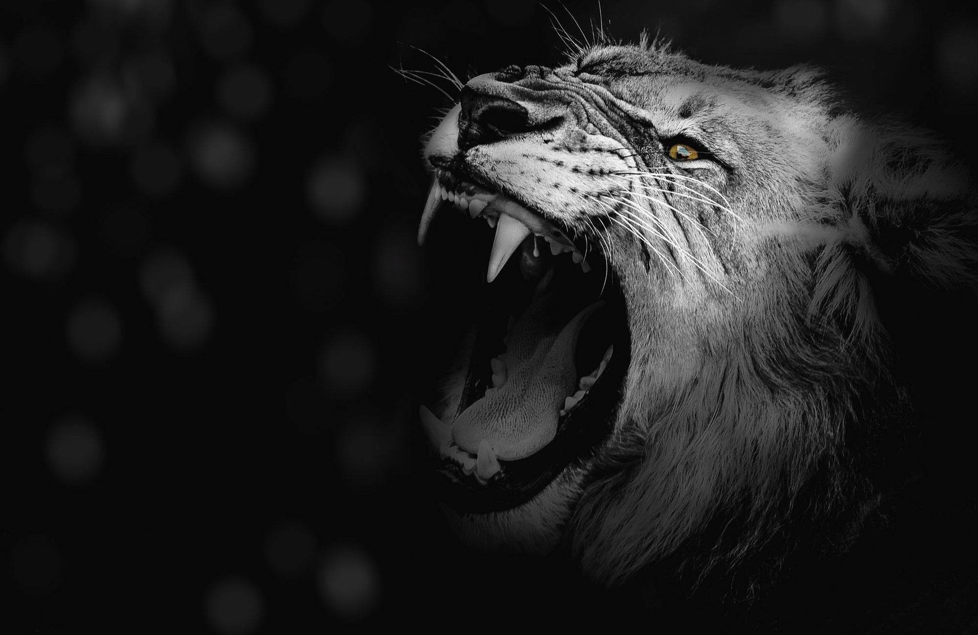 Asiatic Lion Black & White Wall Art - beink online art store