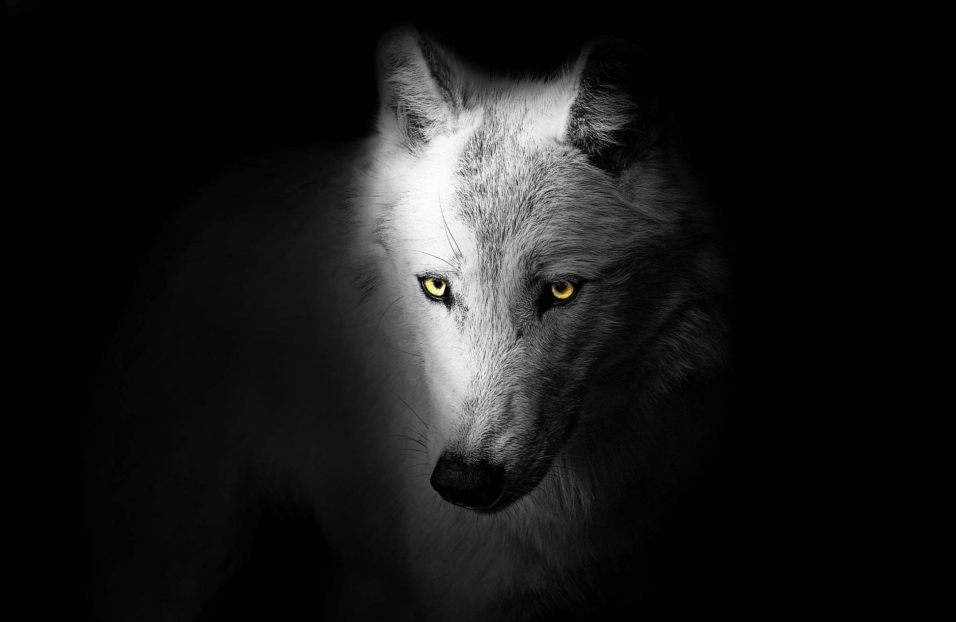 Arctic Wolf Black & White Wall Art - beink online art store