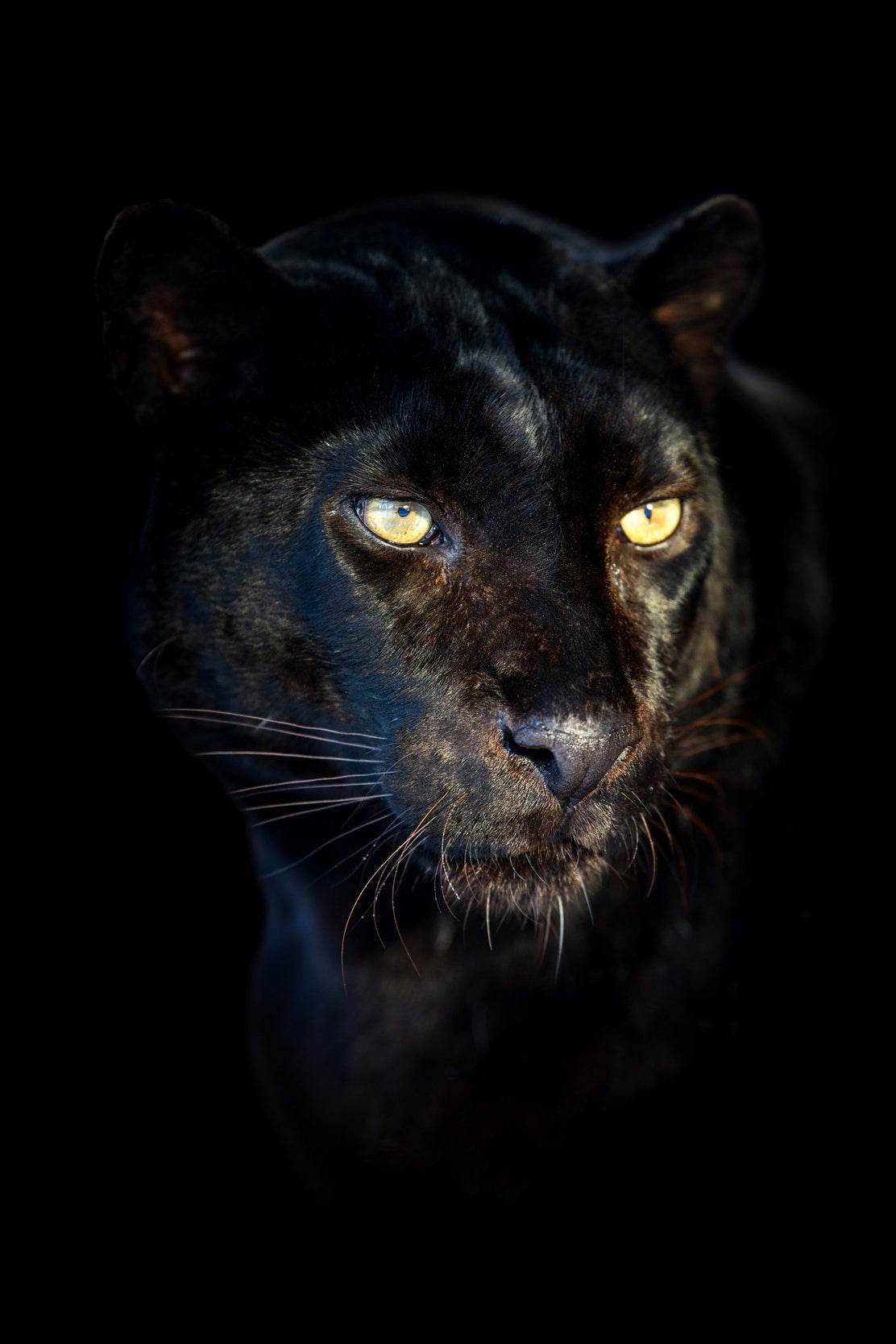 Angry Face of Black Panther Wall Art - beink online art store