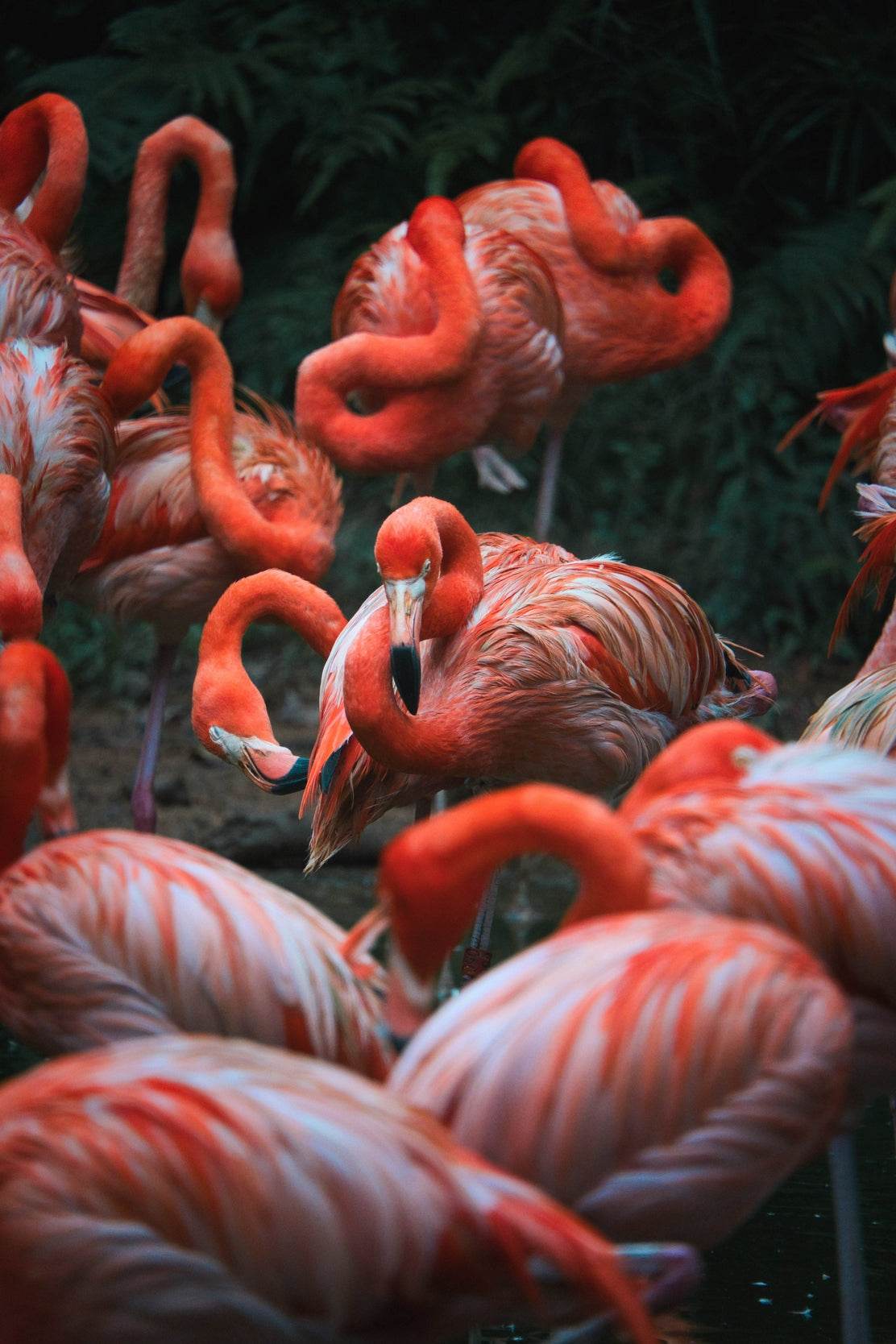 American Flamingo Bird Wall Art - beink online art store