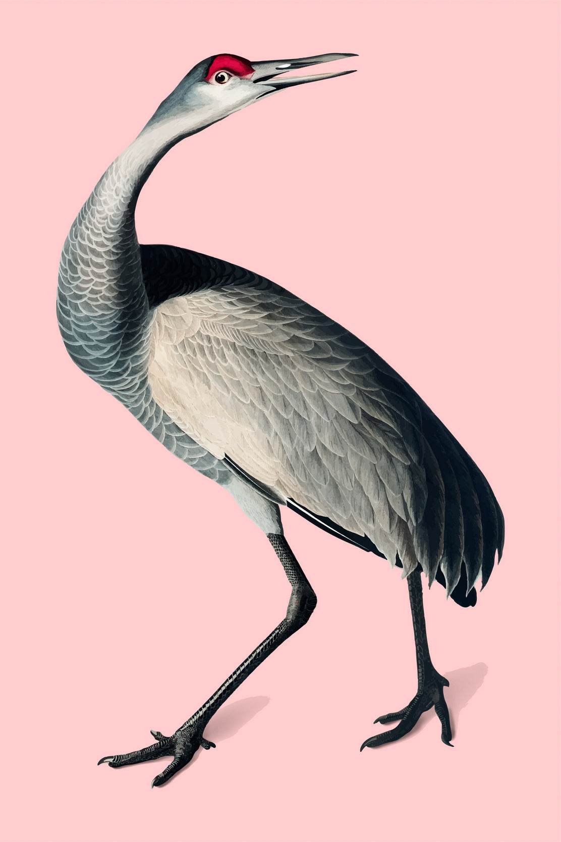 Florida Sandhill Crane Wall Art - beink online art store