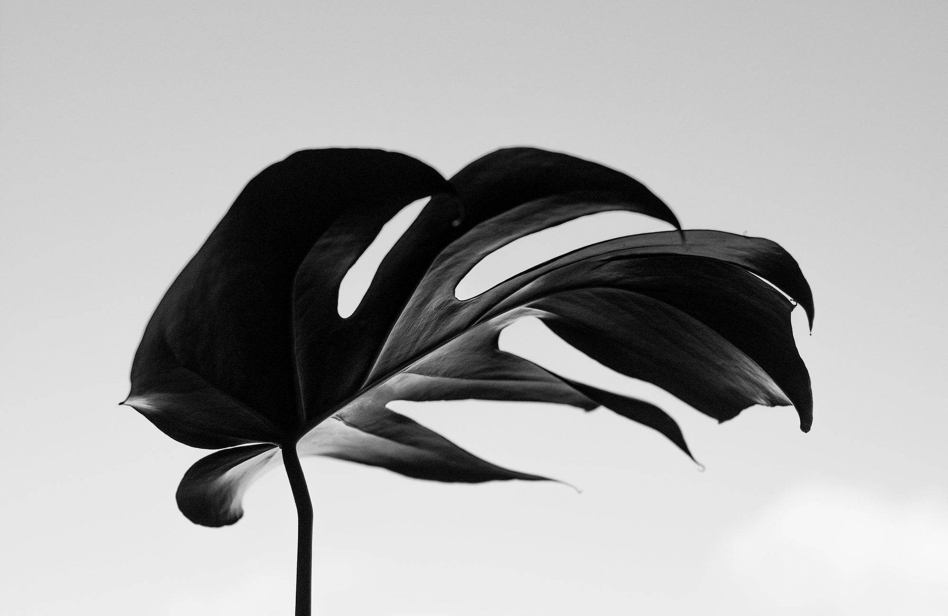 Monstera Deliciosa Black & White Wall Art - beink online art store
