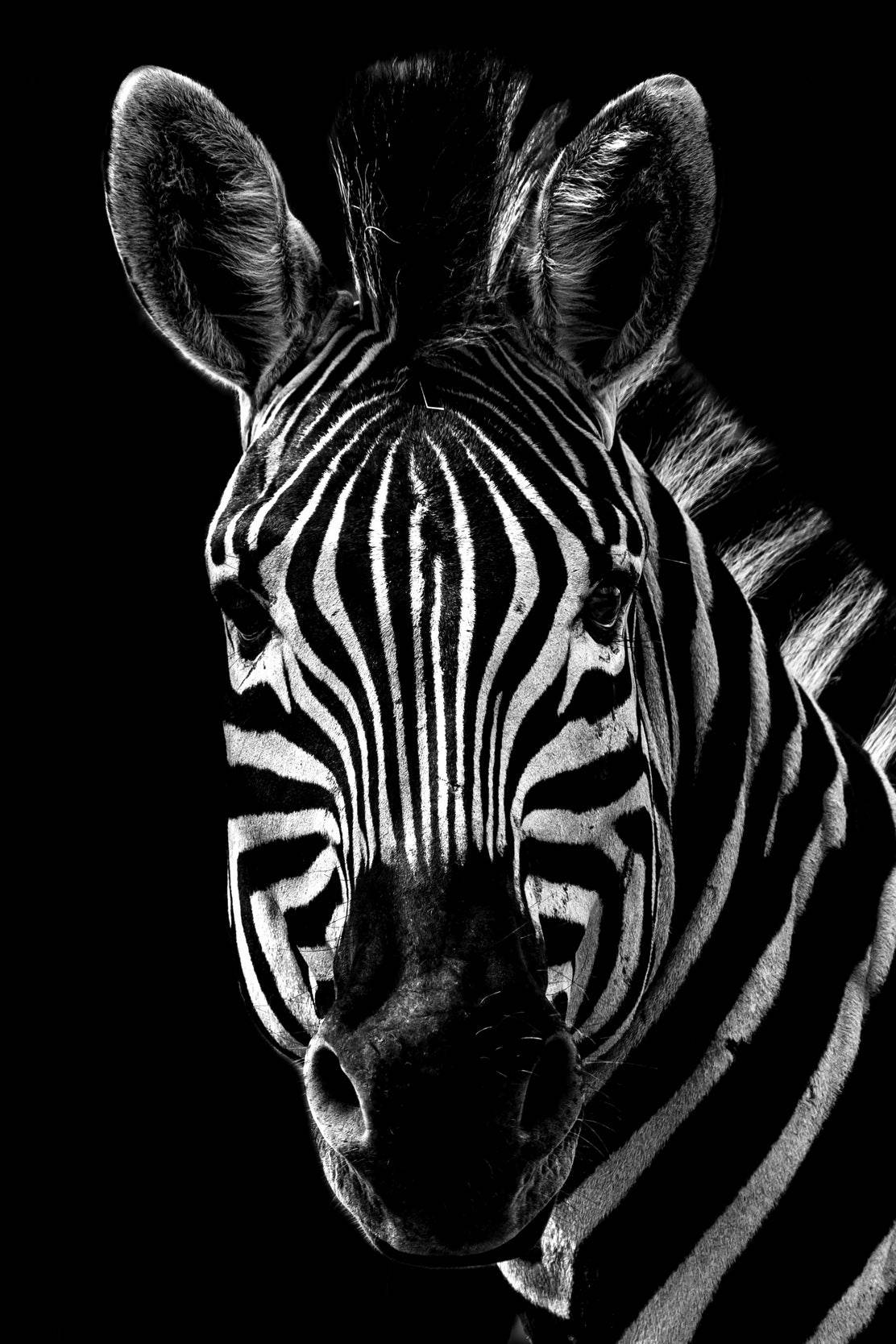 Zebra With Black Background Wall Art - beink online art store