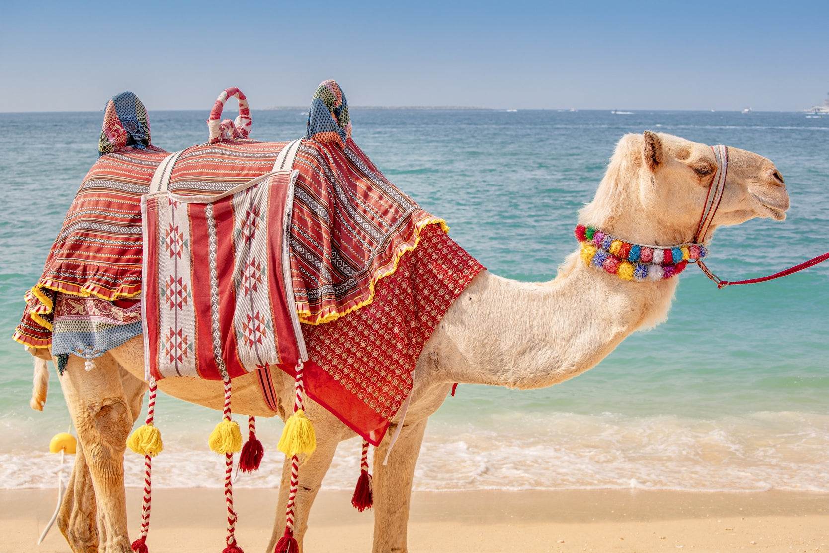 Camel by the Sea Artwork - beink online art store