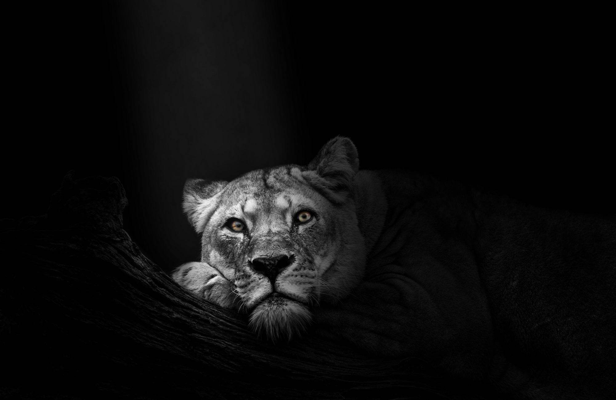 Asiatic Lion Black & White Wall Art - beink online art store