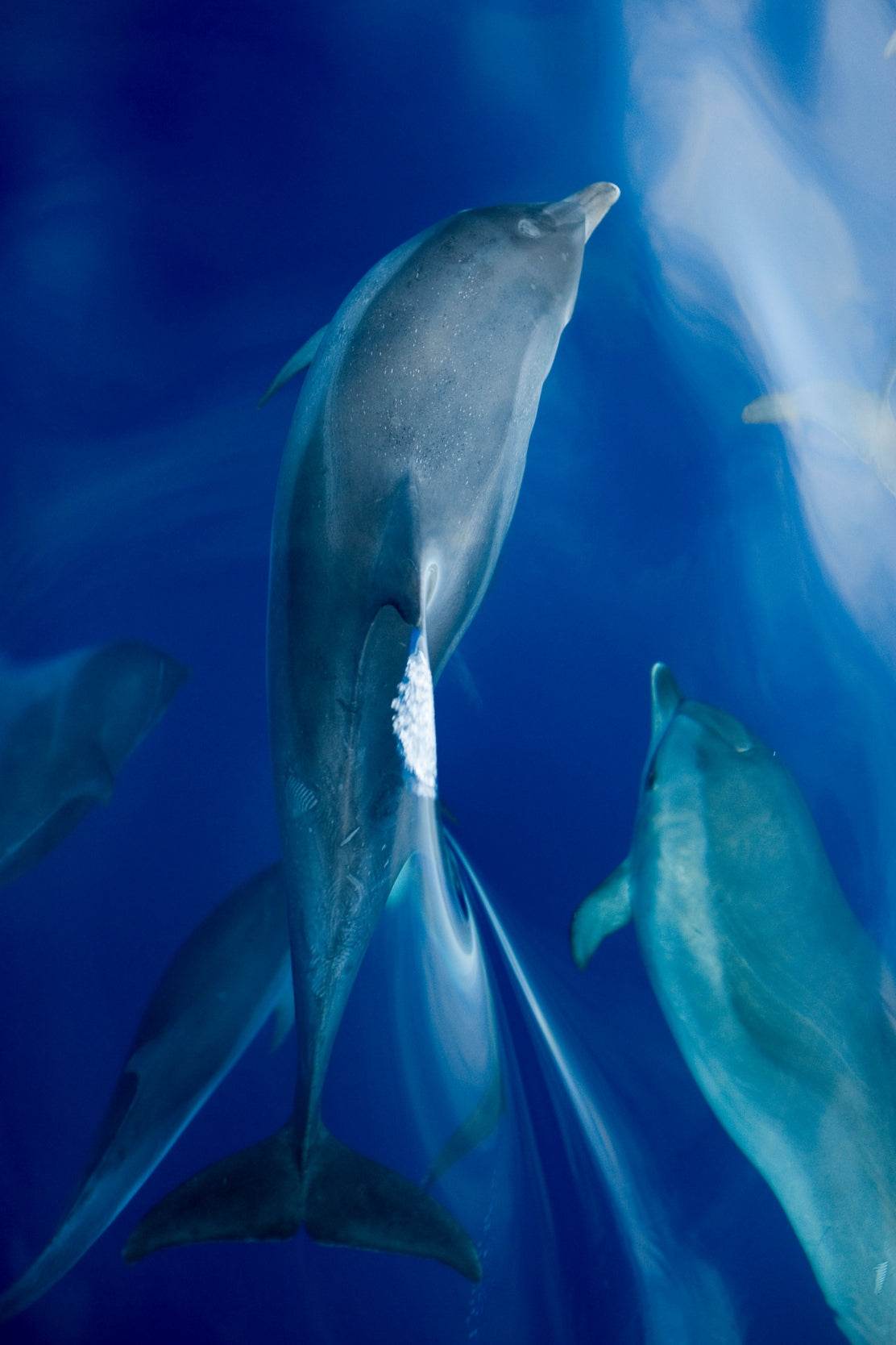 Common Bottlenose Dolphin Wall Art - beink online art store