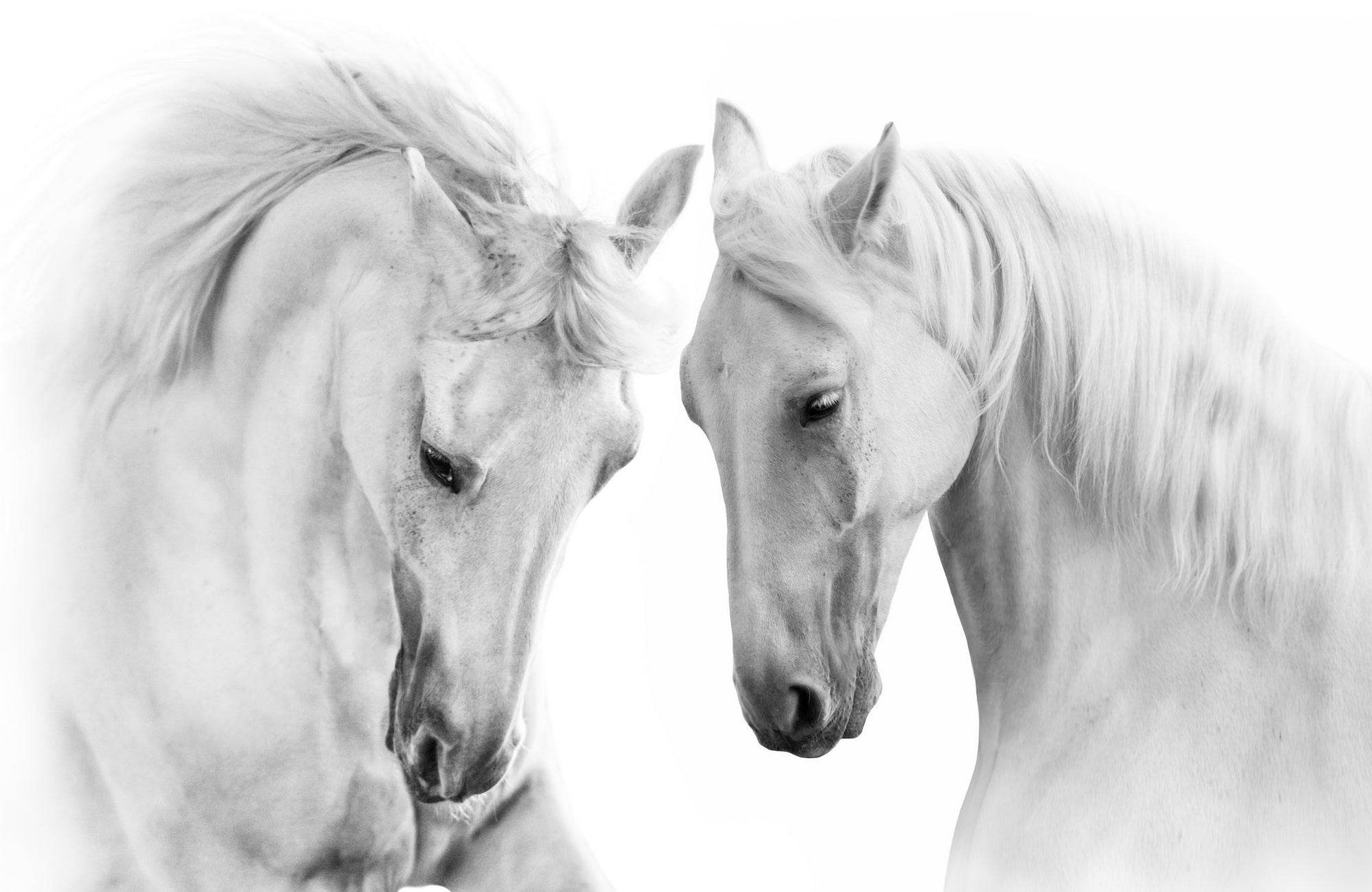 Picture of Beautiful White Horses - beink online art store