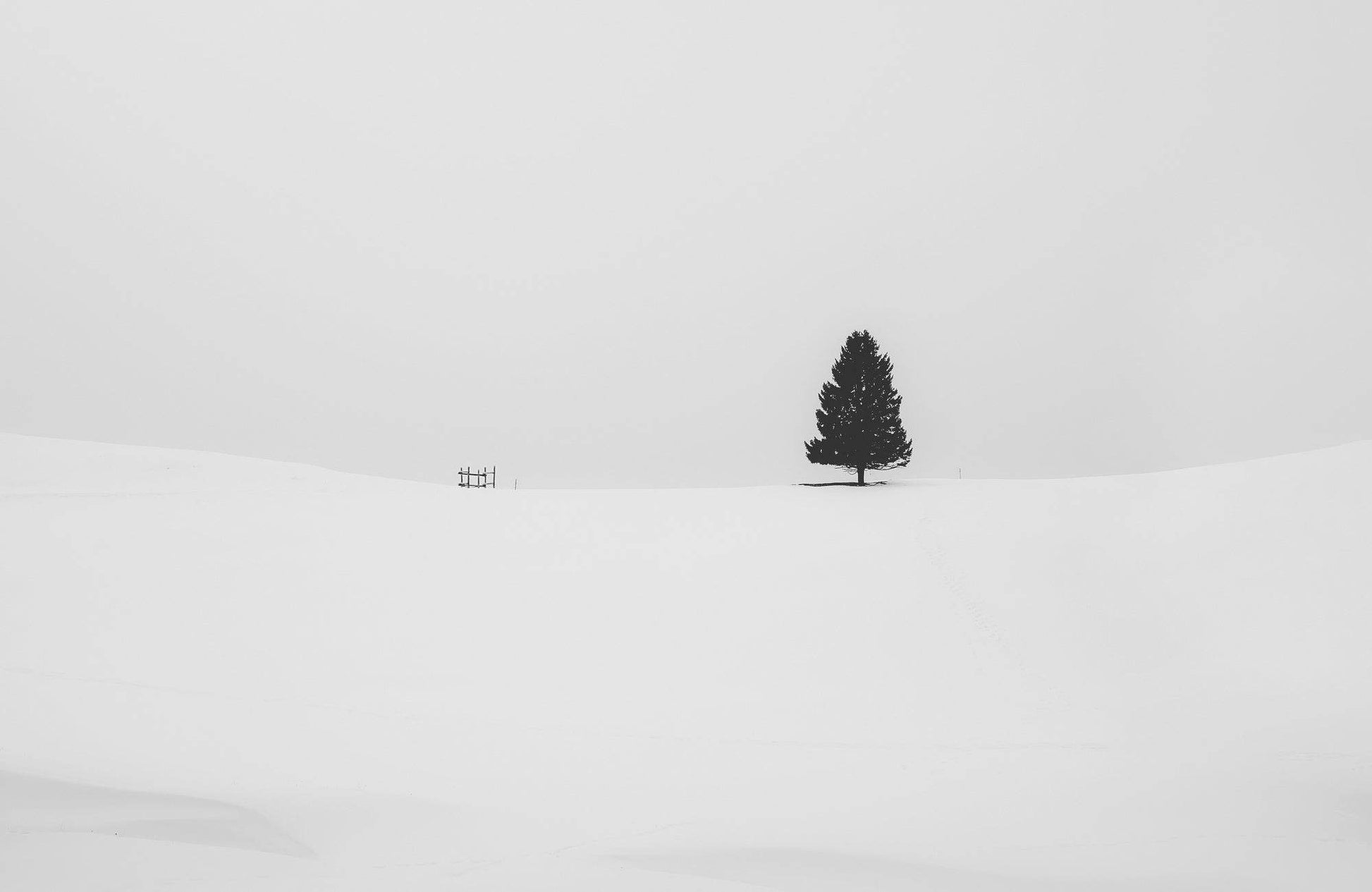 Pine Tree Black & White Wall Art - beink online art store