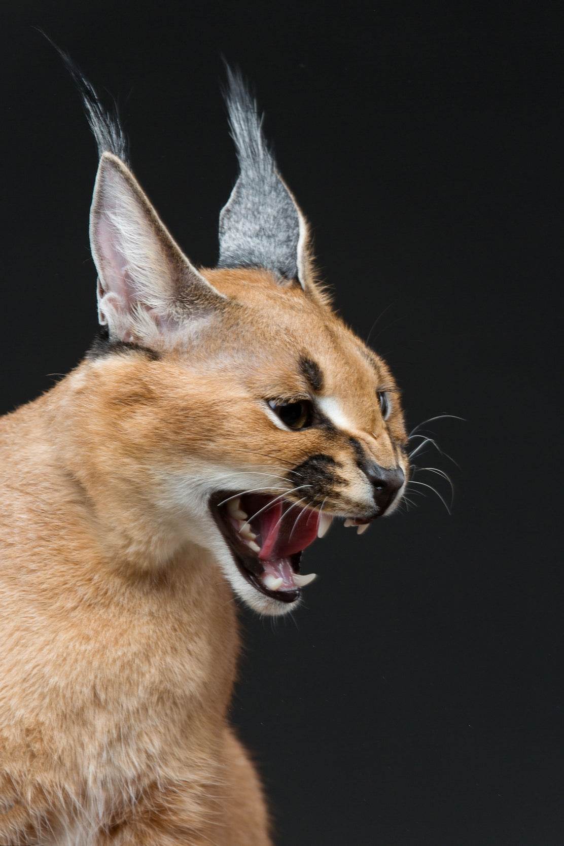 Caracal Wild Cat Animal Wall Art - beink online art store