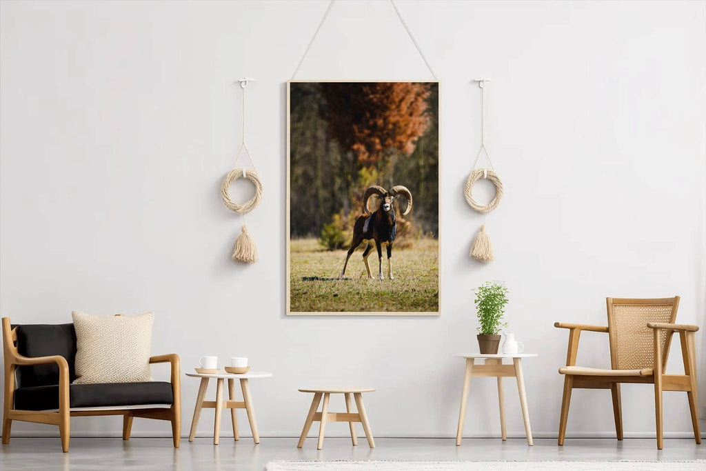 European Mouflon Animal Wall Art - beink online art store
