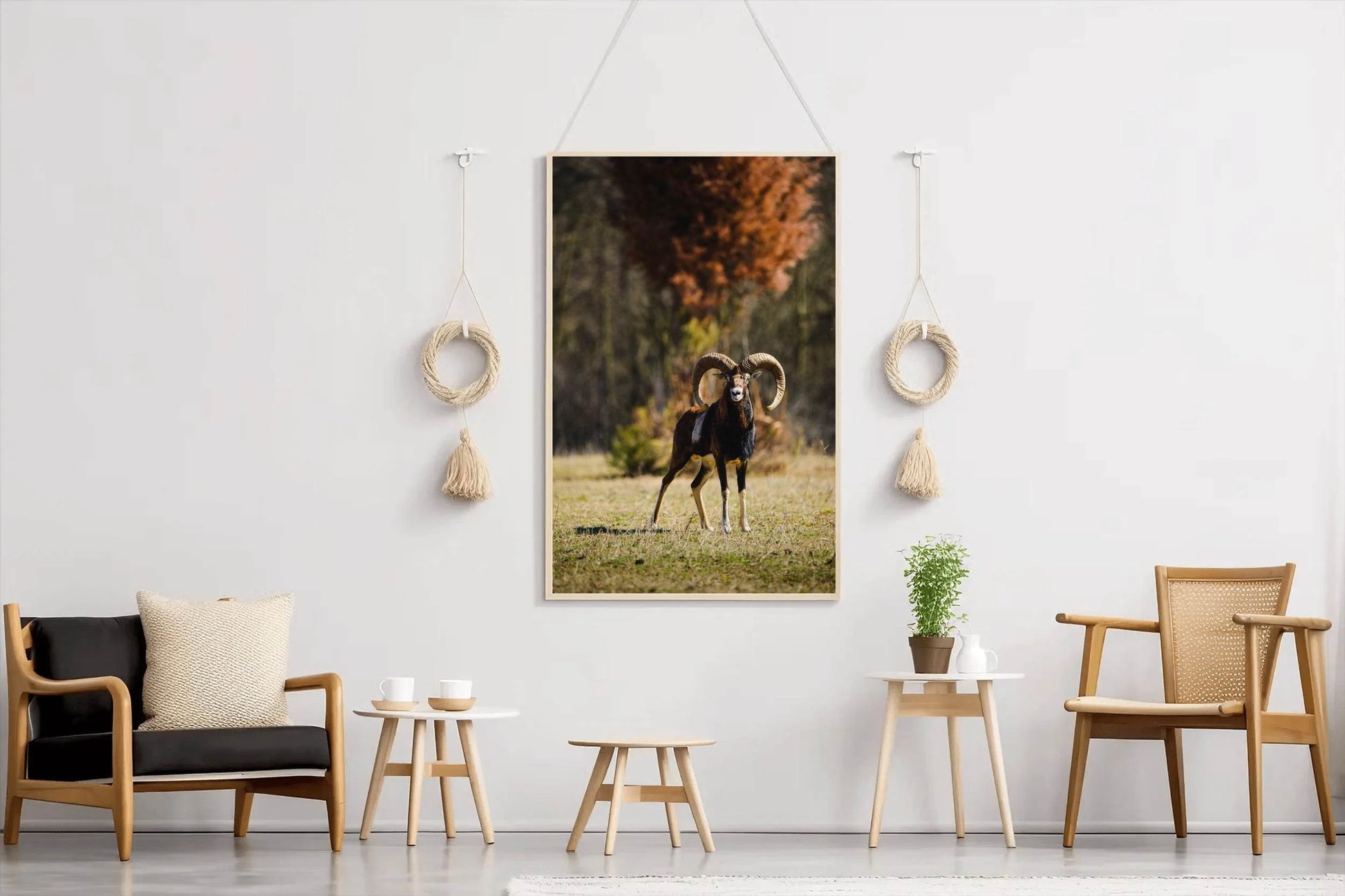 European Mouflon Animal Wall Art - beink online art store