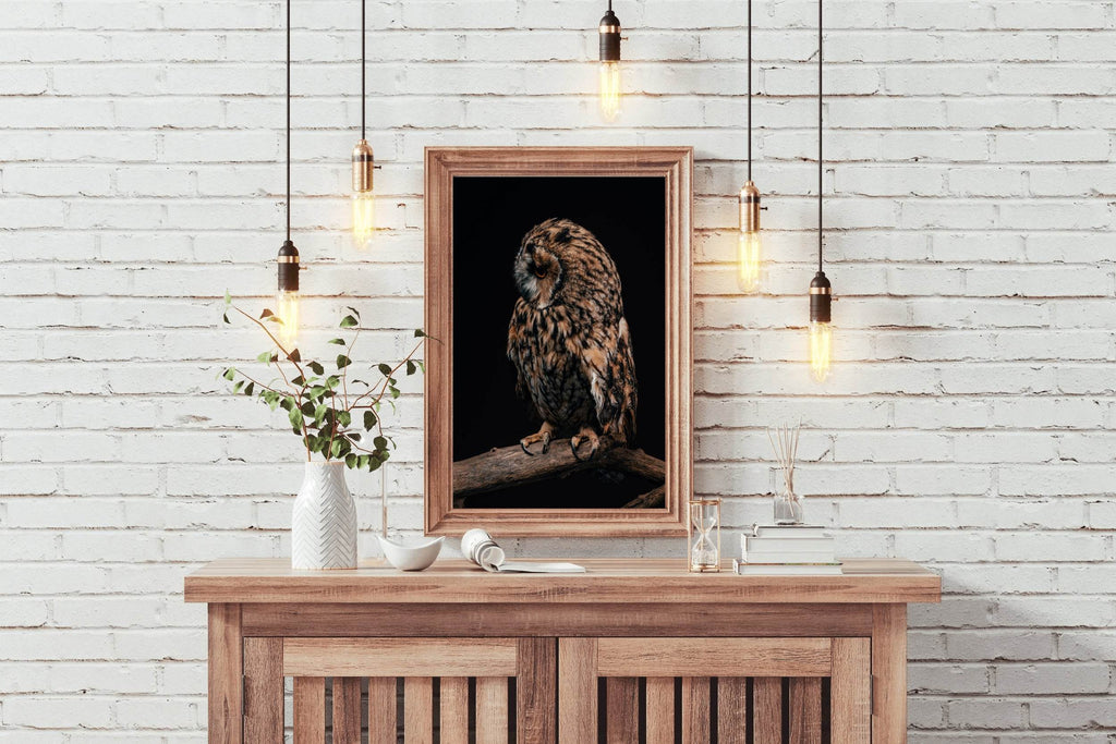 Long-Eared Owl Animal Wall Art - beink online art store