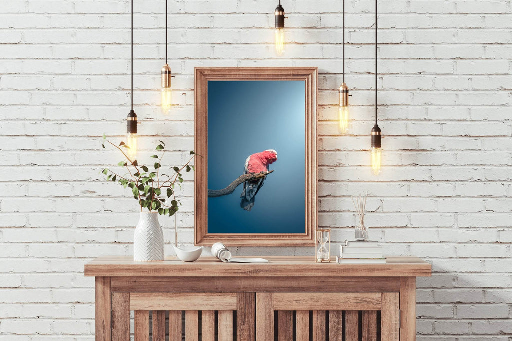 Galah Bird Wall Art - beink online art store