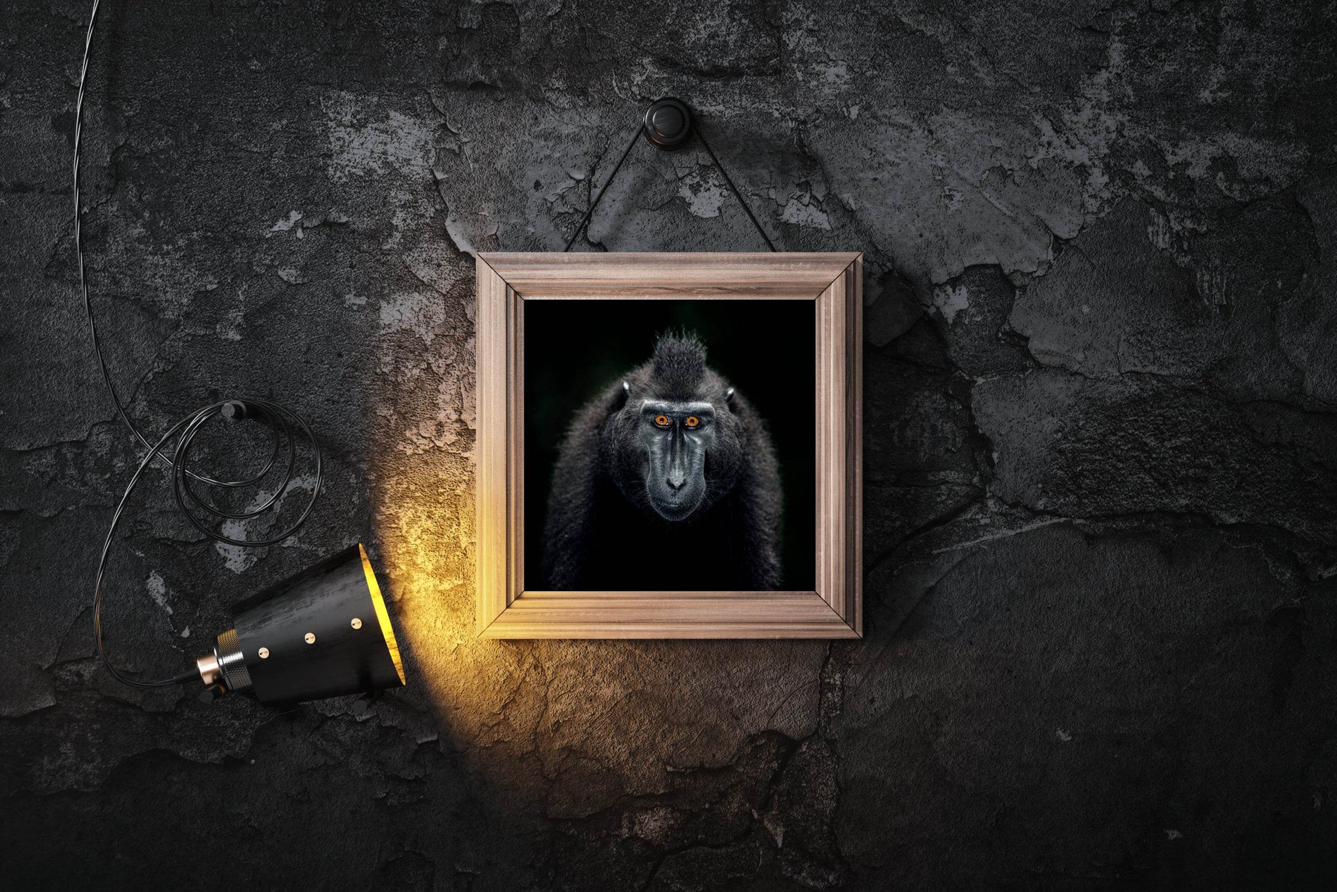 Close Up Portrait of a Male Chimpanzee - beink online art store