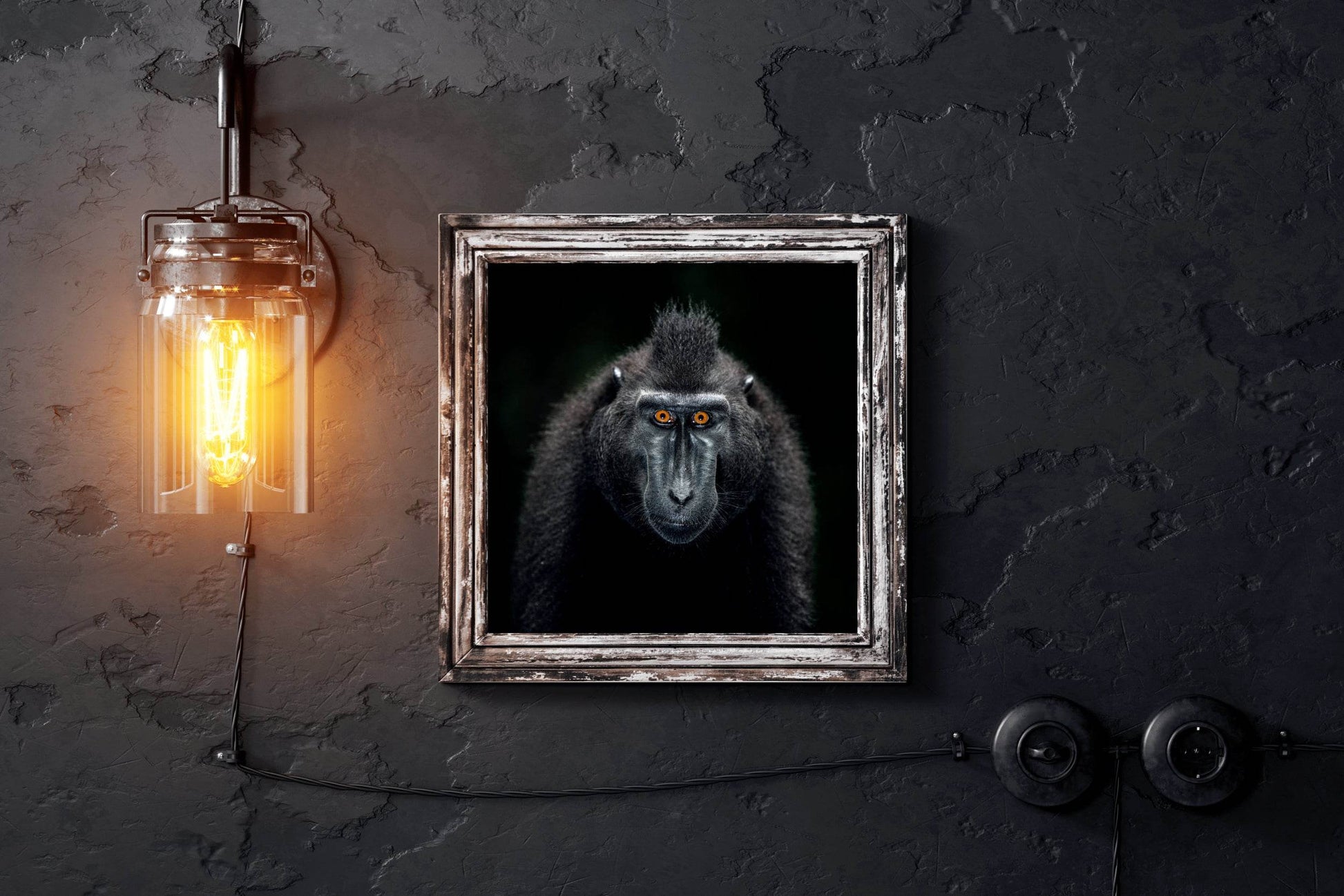 Close Up Portrait of a Male Chimpanzee - beink online art store