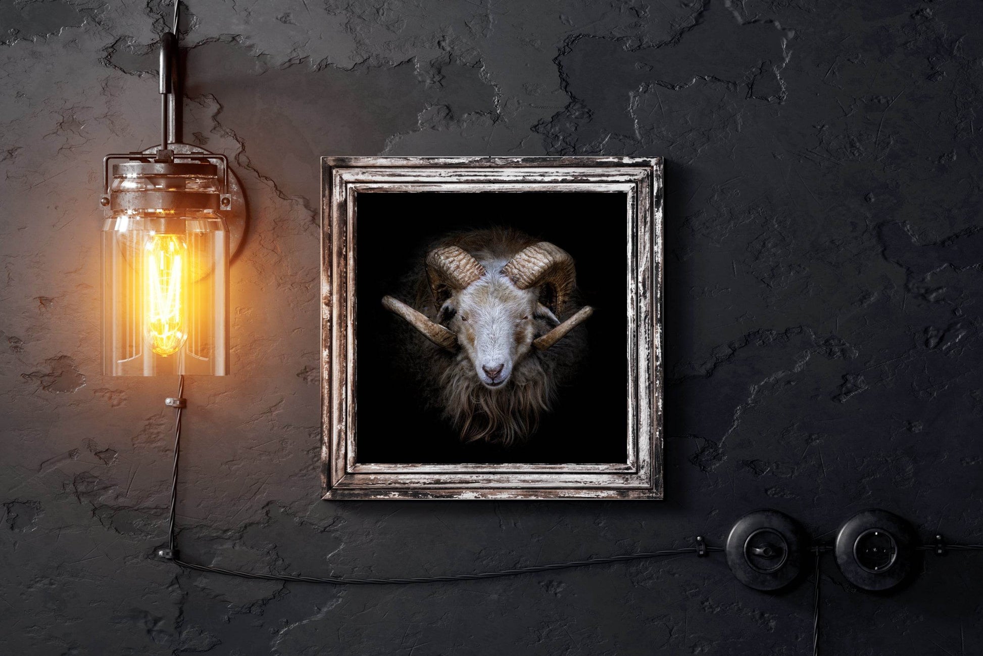 Skudde Domesticated Sheep From Estonia - beink online art store